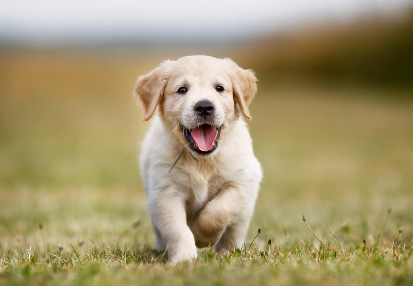 Finding the Best Puppies for Sale Near You