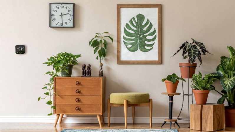 What Temp Is Too Hot For A Monstera 