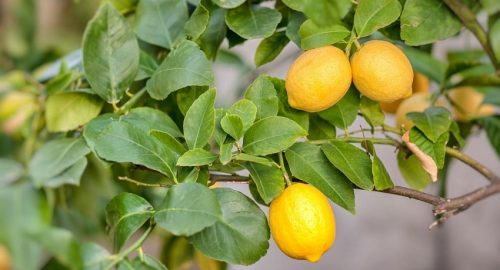 Which Lemon Tree Grows the Fastest