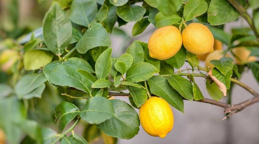 Which Lemon Tree Grows the Fastest