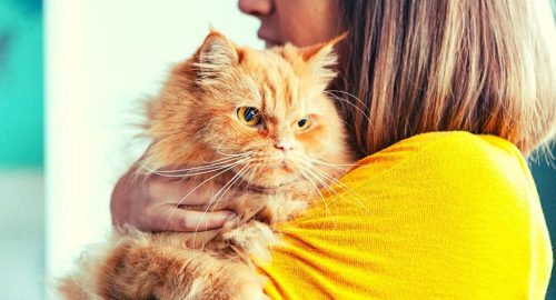 The Ultimate Guide for Caring for Cats