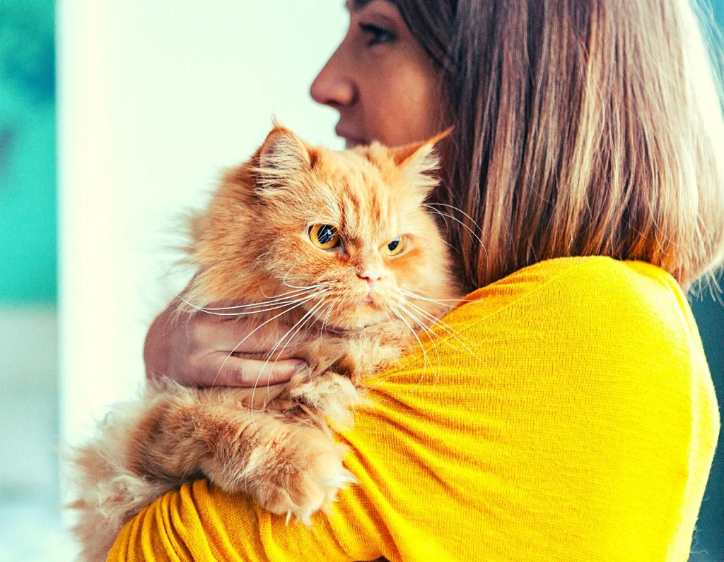 The Ultimate Guide for Caring for Cats