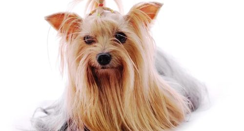 What to do with a furry friend?