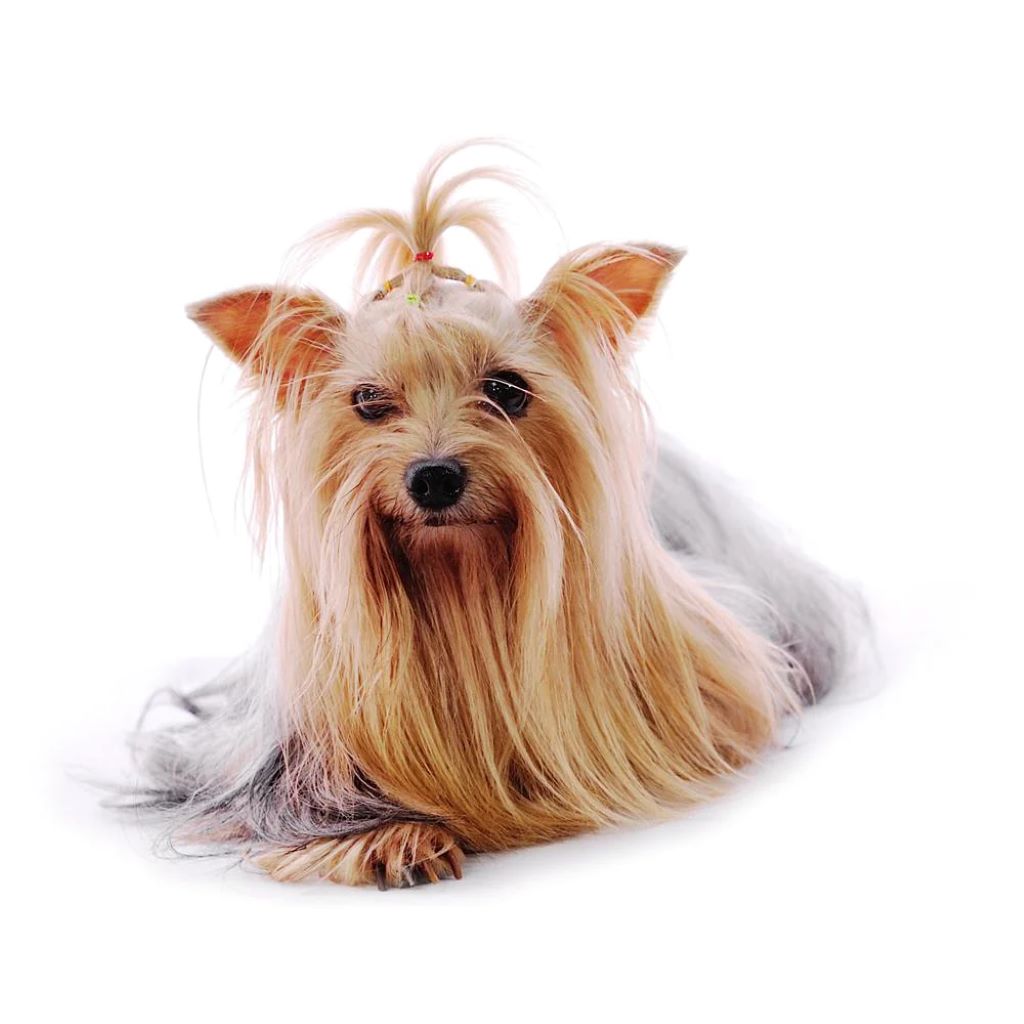 What to do with a furry friend?