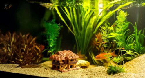 Freshwater aquarium with fish-safe decorations including smooth rocks, aquatic plants, and caves, creating a healthy habitat in Illinois