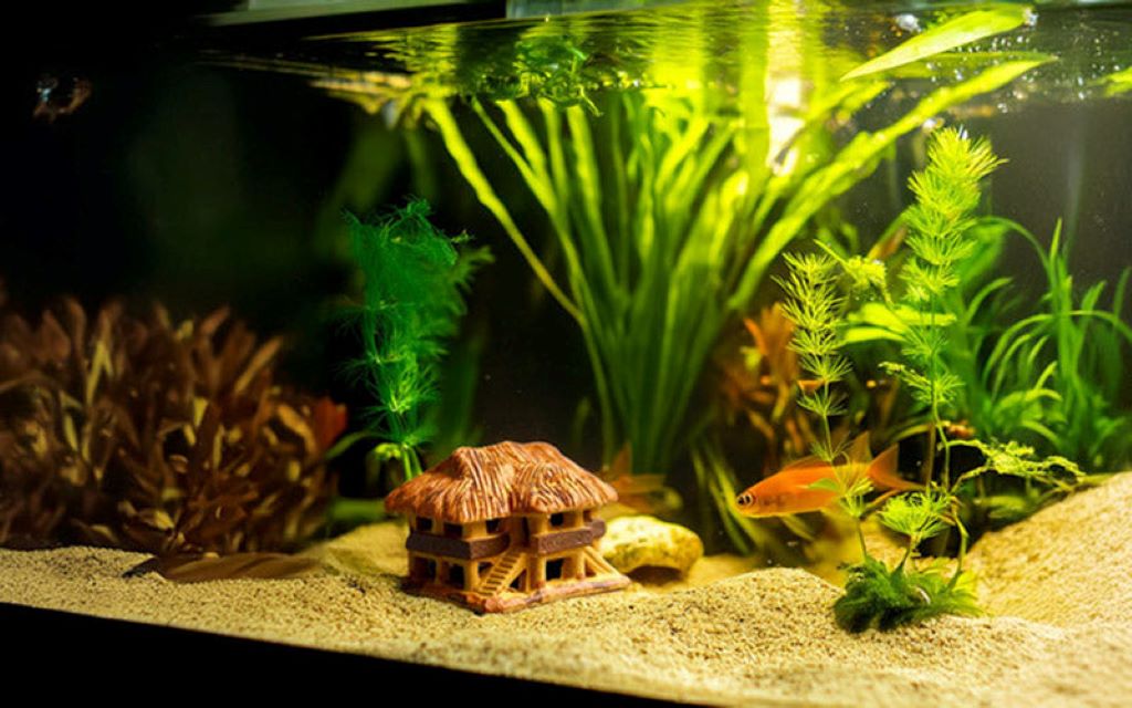 Freshwater aquarium with fish-safe decorations including smooth rocks, aquatic plants, and caves, creating a healthy habitat in Illinois